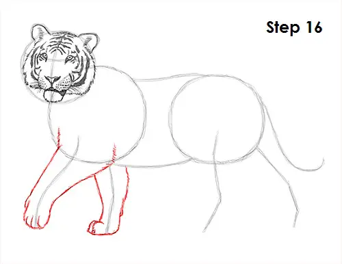 Draw Tiger 16