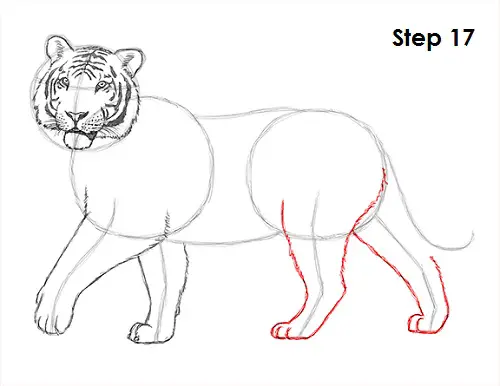 Draw Tiger 17