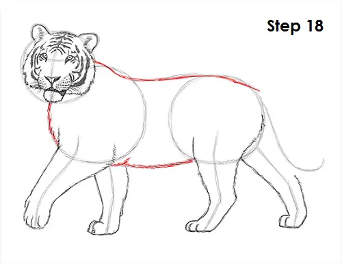 Draw Tiger 18