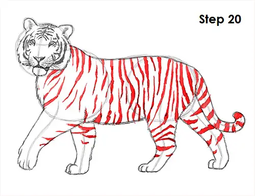 Draw Tiger 20