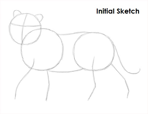 Draw Tiger Sketch