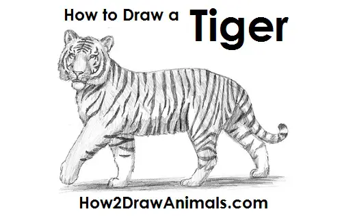 How to Draw a Tiger