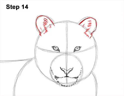 How to Draw a Tiger Laying Lying Down 14