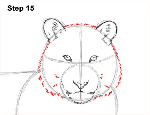 How to Draw a Tiger Laying Lying Down 15