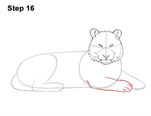 How to Draw a Tiger Laying Lying Down 16