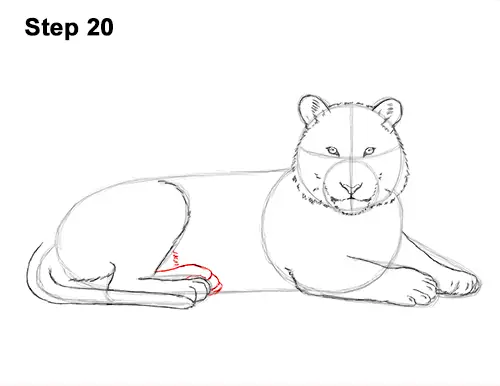 How to Draw a Tiger Laying Lying Down 20