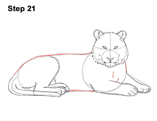 How to Draw a Tiger Laying Lying Down 21