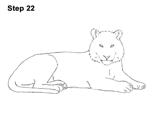 How to Draw a Tiger Laying Lying Down 22