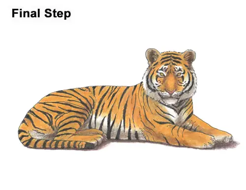How to Draw a Tiger Laying Lying Down Color