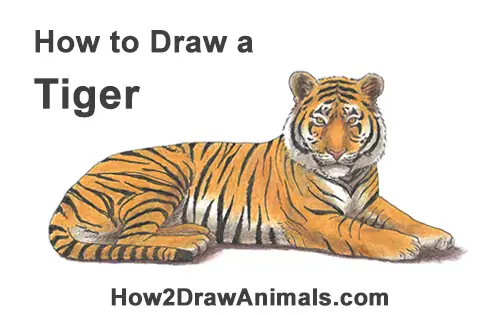 How to Draw a Tiger Color Side Laying Lying Down