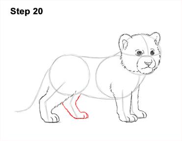 How to Draw a Tiger Cub VIDEO & Step-by-Step Pictures