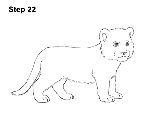 How to Draw a Tiger Cub VIDEO & Step-by-Step Pictures