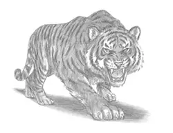 How to Draw a Siberian Tiger Roaring Front View