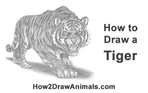 tiger growling drawing