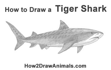 tiger shark drawings