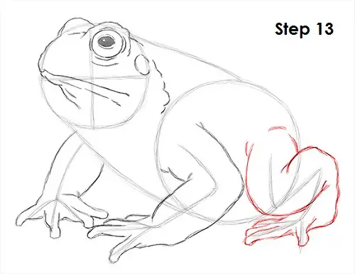 Toad Drawing 13 Draw Toad 13