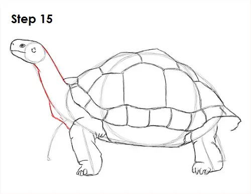 How to Draw a Tortoise