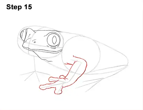 How to Draw a Frog (Red-Eyed Tree Frog)