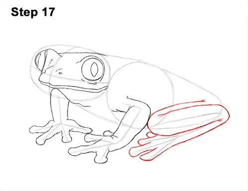 How to Draw a Frog (Red-Eyed Tree Frog)