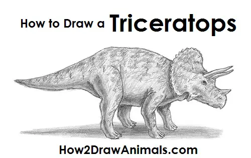 Draw Triceratops