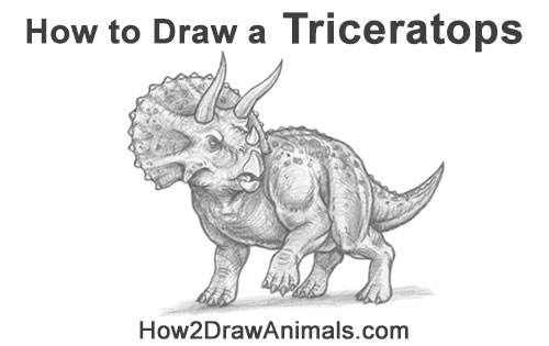 How to Draw a Triceratops Dino