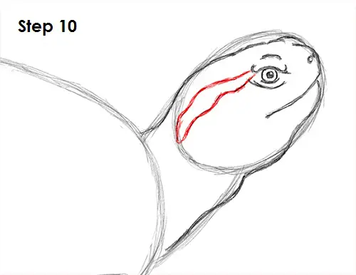 Draw Turtle 10