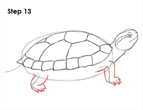 Draw Turtle 13