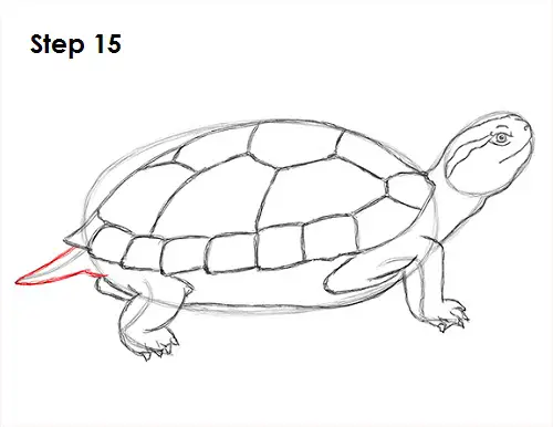 Draw Turtle 15