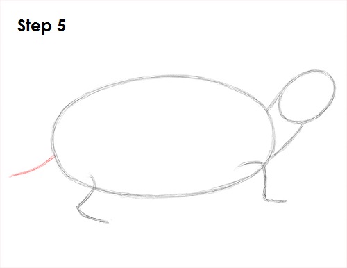 Draw Turtle 5