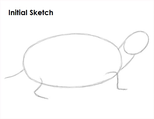Draw Turtle Sketch