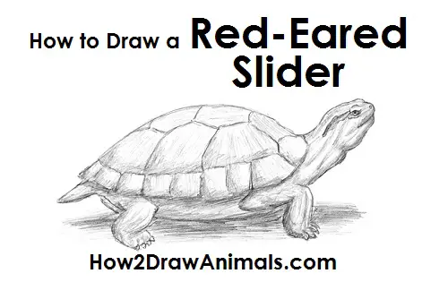 How to Draw a Red-Eared Slider Turtle Side View
