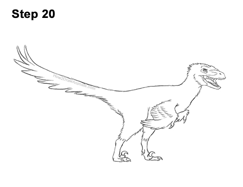 How to Draw a Velociraptor with Feathers VIDEO & Step-by-Step Pictures