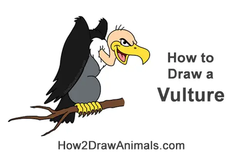 How to Draw a Cool Cartoon Vulture Condor Buzzard