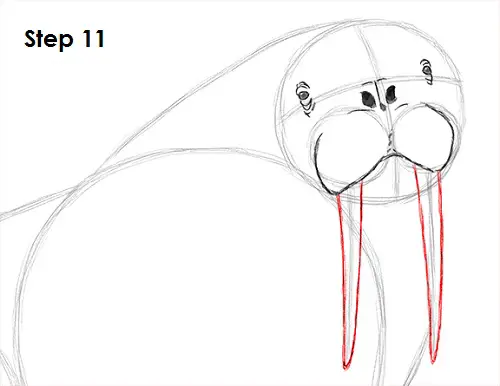 Draw Walrus 11