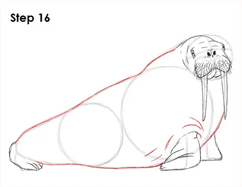 Draw Walrus 16