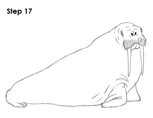 Draw Walrus 17