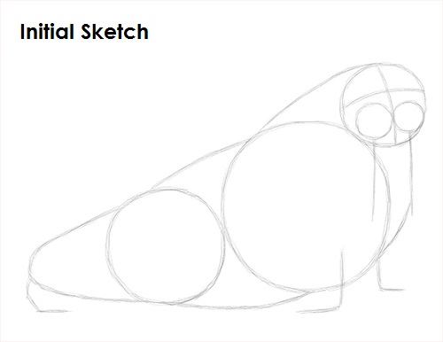 Draw Walrus Sketch