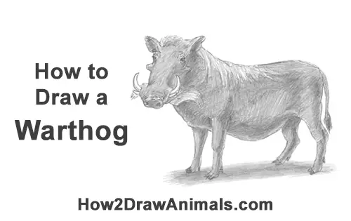 How to Draw a Common Warthog Pig