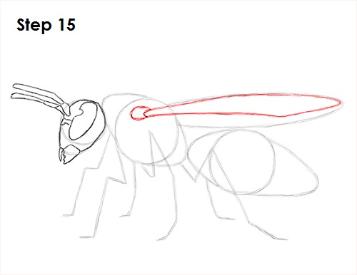 Draw Wasp 15