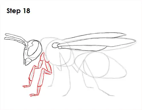 Draw Wasp 18