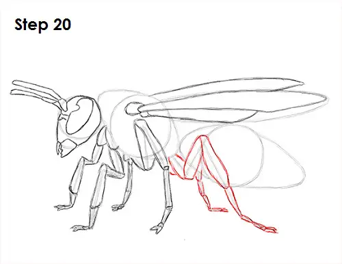 Draw Wasp 20