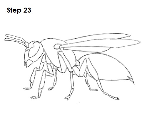 Draw Wasp 23