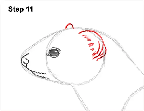 How to Draw a Common Least Weasel 11
