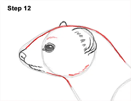 How to Draw a Common Least Weasel 12