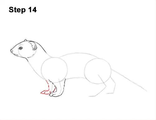 How to Draw a Common Least Weasel 14