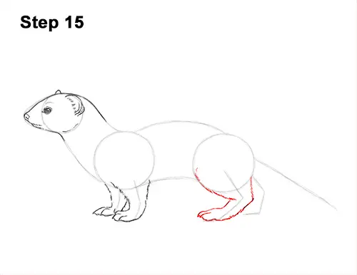 How to Draw a Common Least Weasel 15