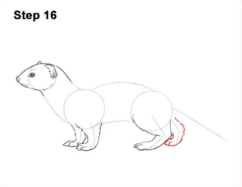 How to Draw a Common Least Weasel 16