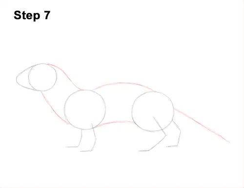 How to Draw a Common Least Weasel 7