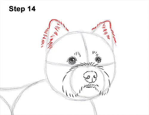 How to Draw a West Highland White Terrier Puppy Dog 14