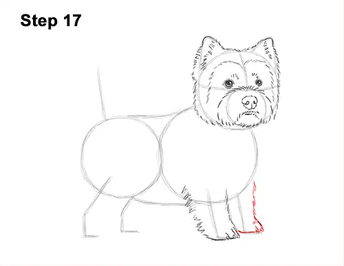 How to Draw a West Highland White Terrier Puppy Dog 17